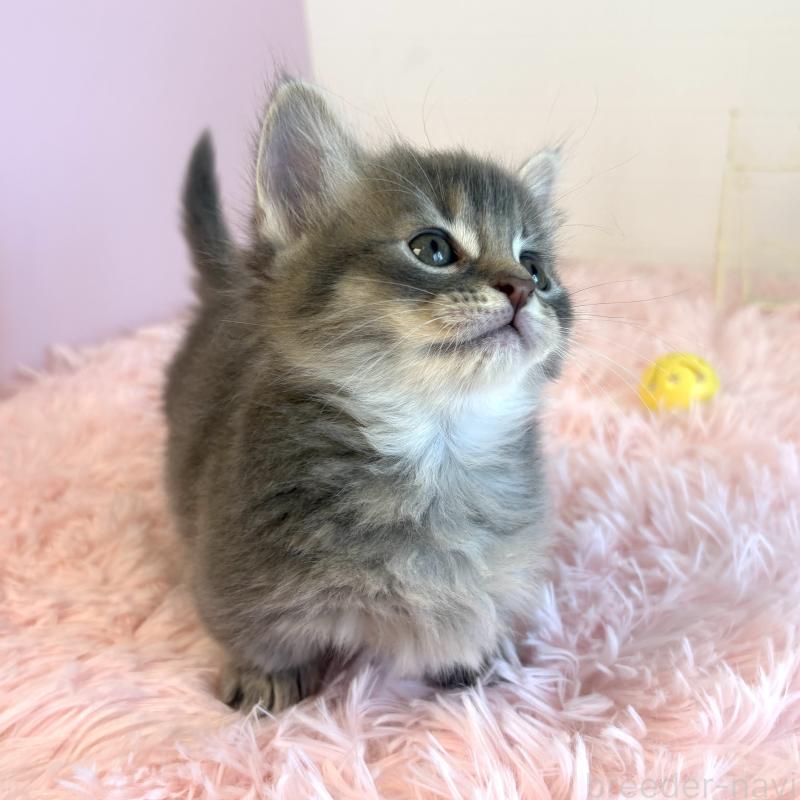 販売中の福島県のマンチカン(短足)-130568の6枚目