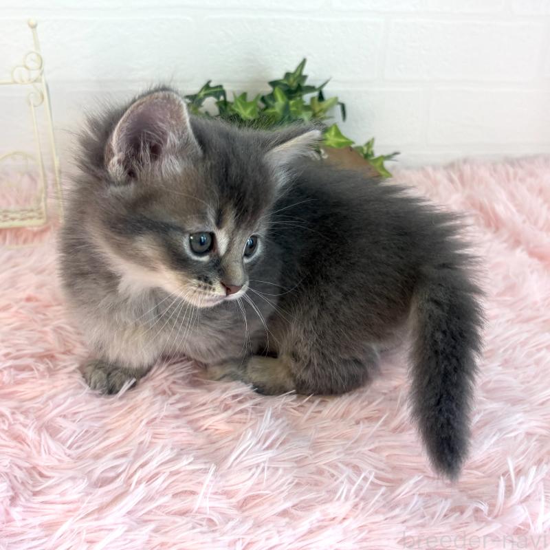 販売中の福島県のマンチカン(短足)-130568の5枚目