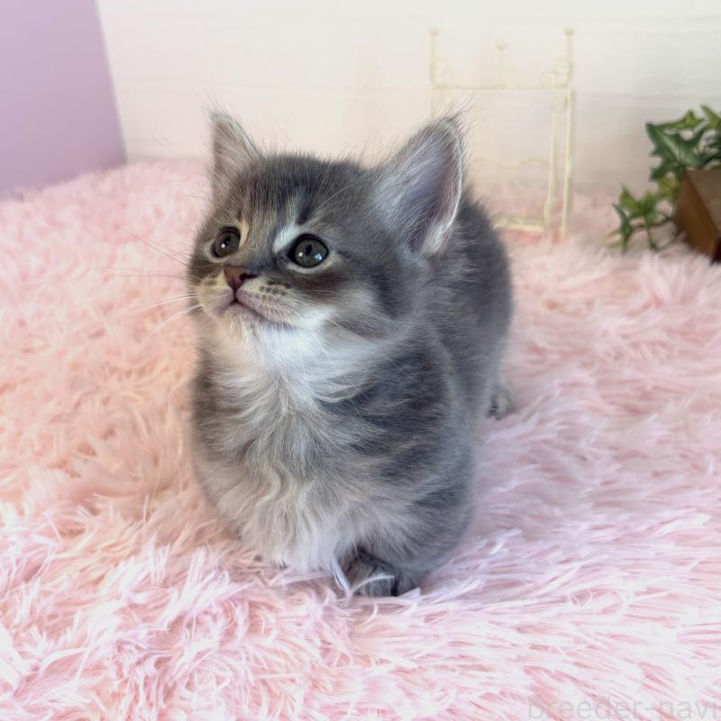 販売中の福島県のマンチカン(短足)-130568の4枚目