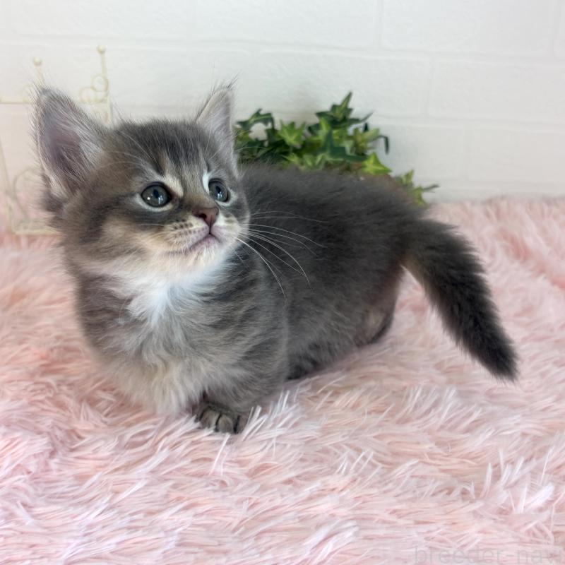 販売中の福島県のマンチカン(短足)-130568の3枚目