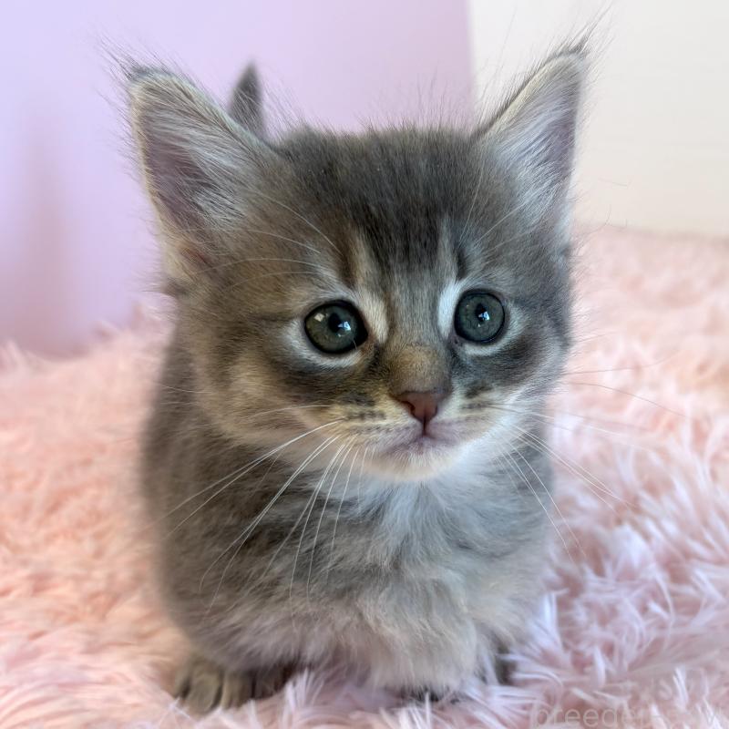 販売中の福島県のマンチカン(短足)-130568