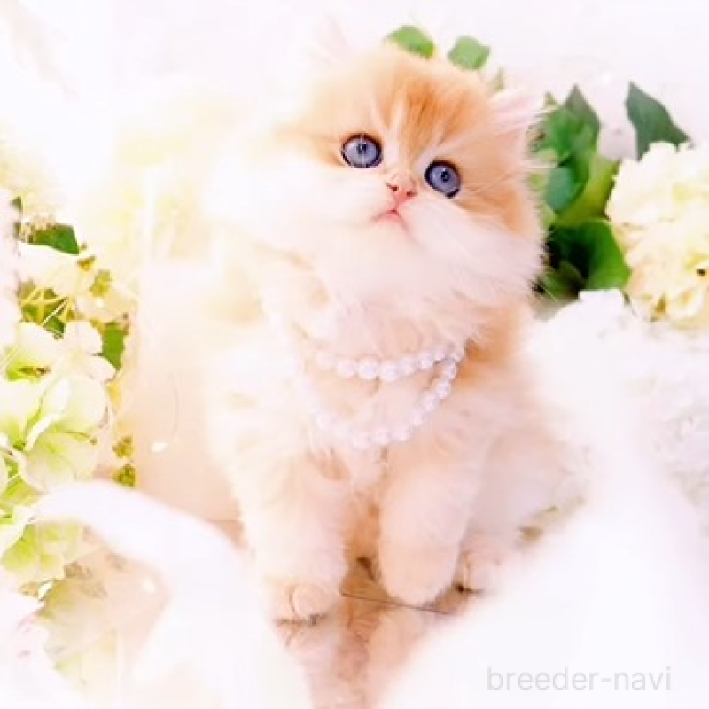 販売中の岐阜県のブリティッシュロングヘア-130571