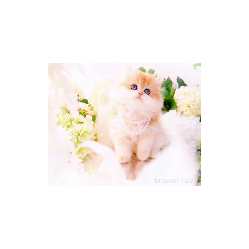 販売中の岐阜県のブリティッシュロングヘア-130571の2枚目