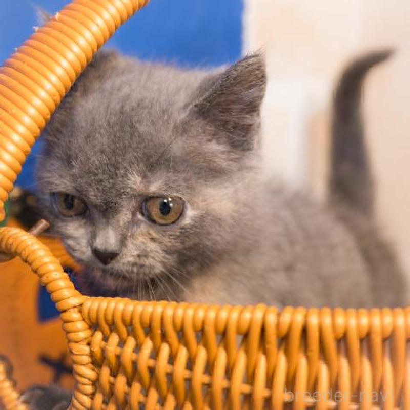 販売中の静岡県のブリティッシュショートヘア-130573の5枚目