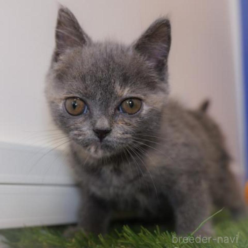 販売中の静岡県のブリティッシュショートヘア-130573の3枚目