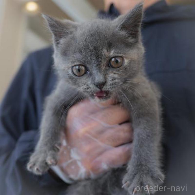 販売中の静岡県のブリティッシュショートヘア-130573の4枚目