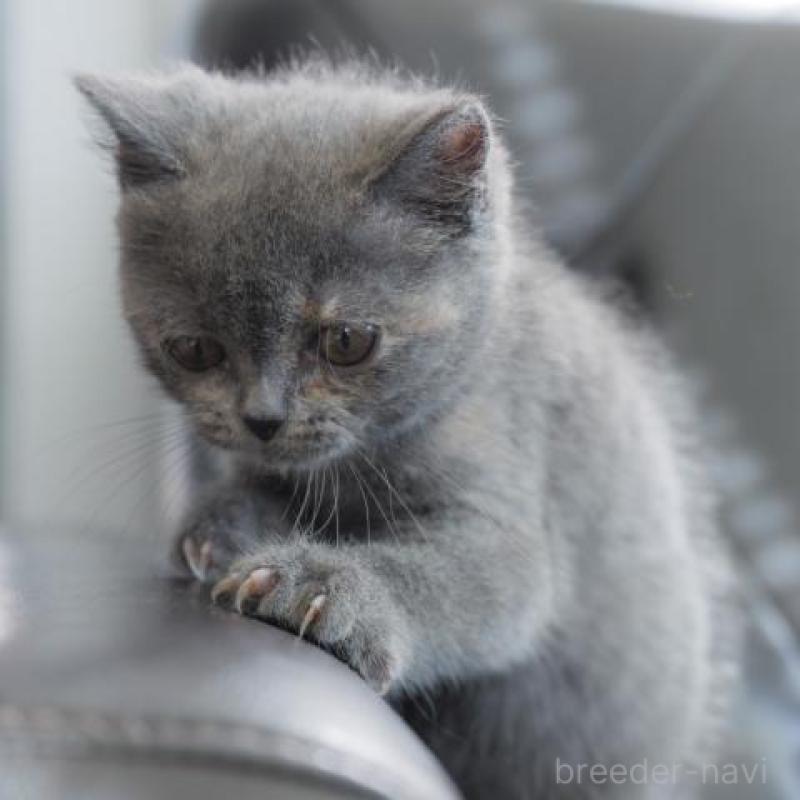 販売中の静岡県のブリティッシュショートヘア-130573の2枚目