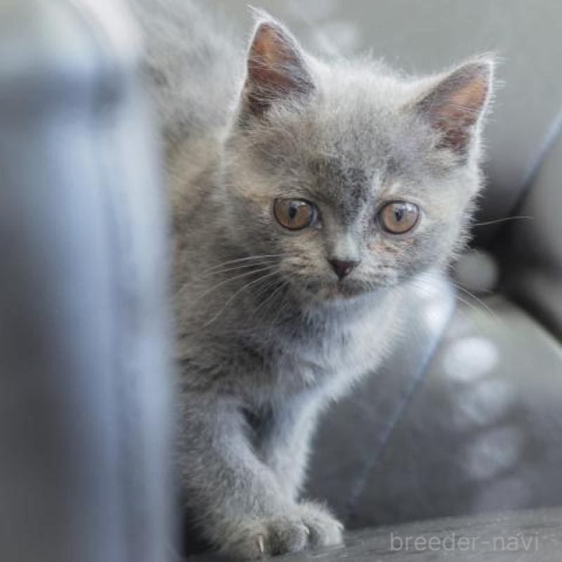 販売中の静岡県のブリティッシュショートヘア-130573の1枚目