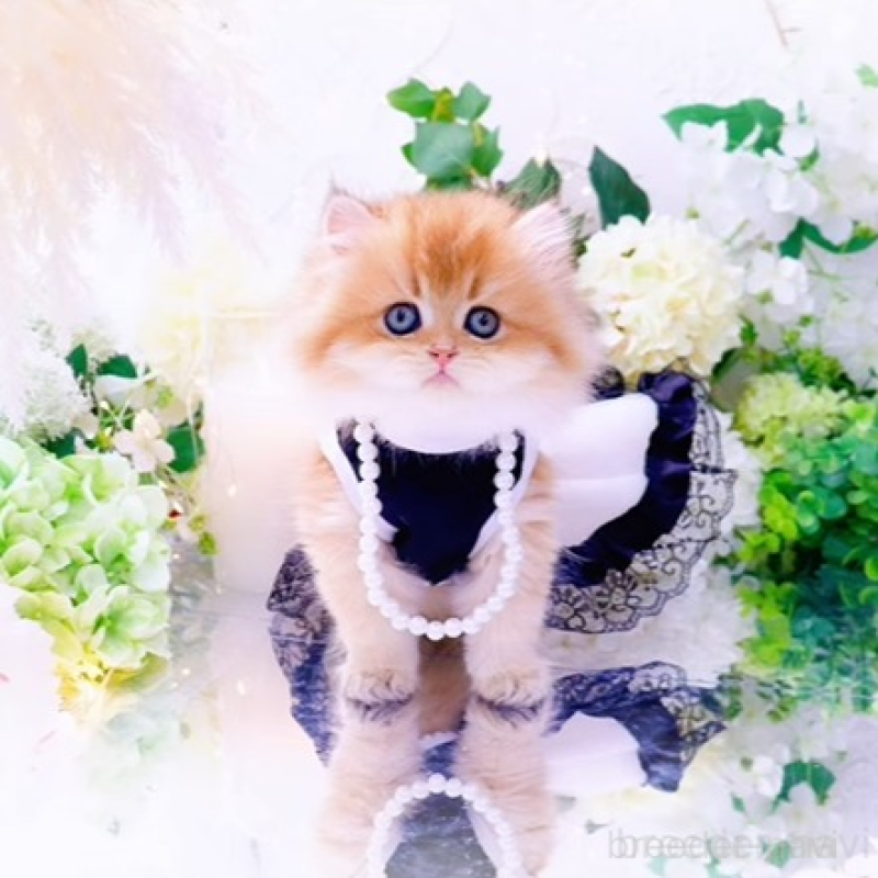 販売中の岐阜県のブリティッシュロングヘア-130574