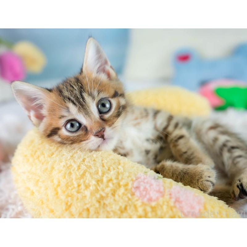 販売中の埼玉県のマンチカン-130577の11枚目