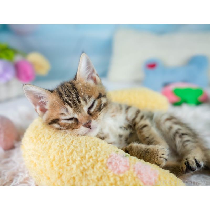 販売中の埼玉県のマンチカン-130577の8枚目