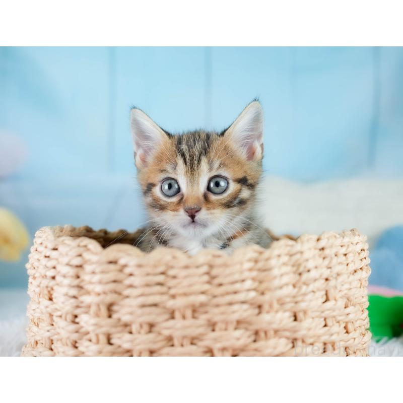 販売中の埼玉県のマンチカン-130577の7枚目