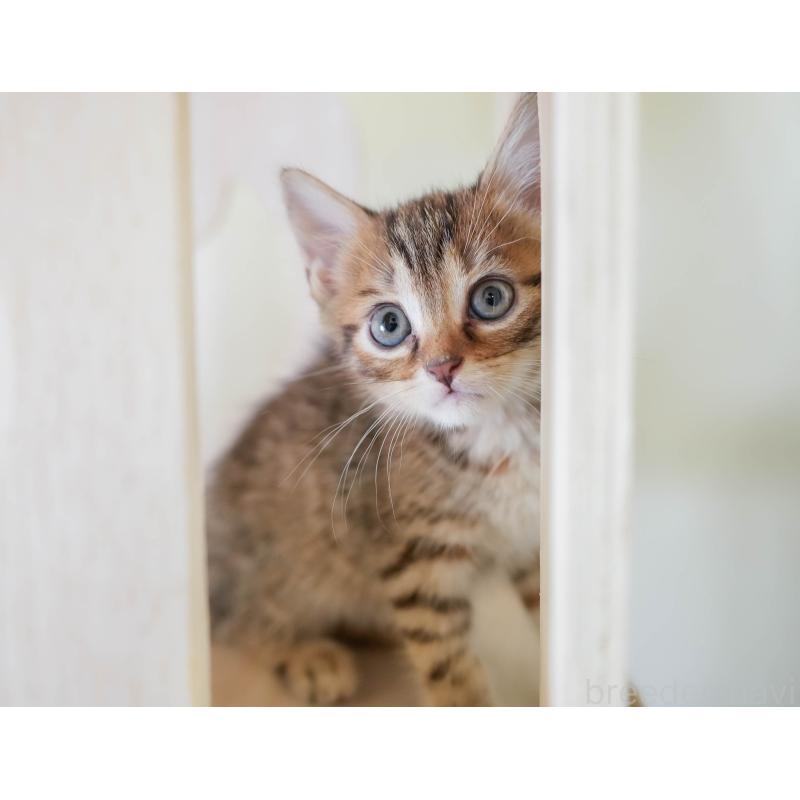 販売中の埼玉県のマンチカン-130577の6枚目