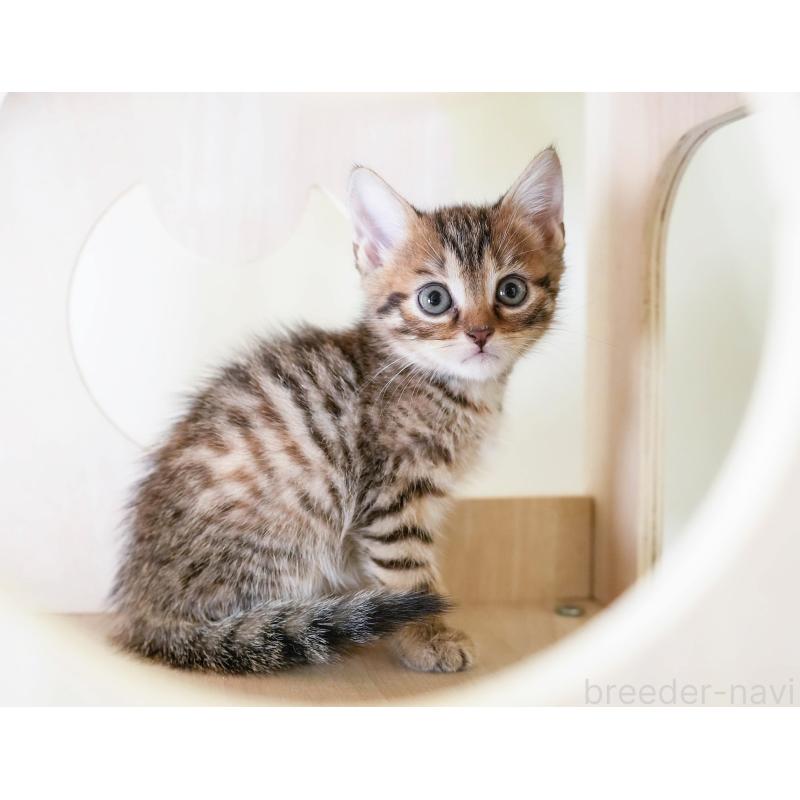 販売中の埼玉県のマンチカン-130577の5枚目