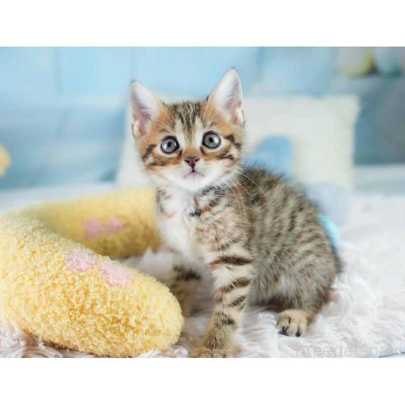 販売中の埼玉県のマンチカン-130577の4枚目