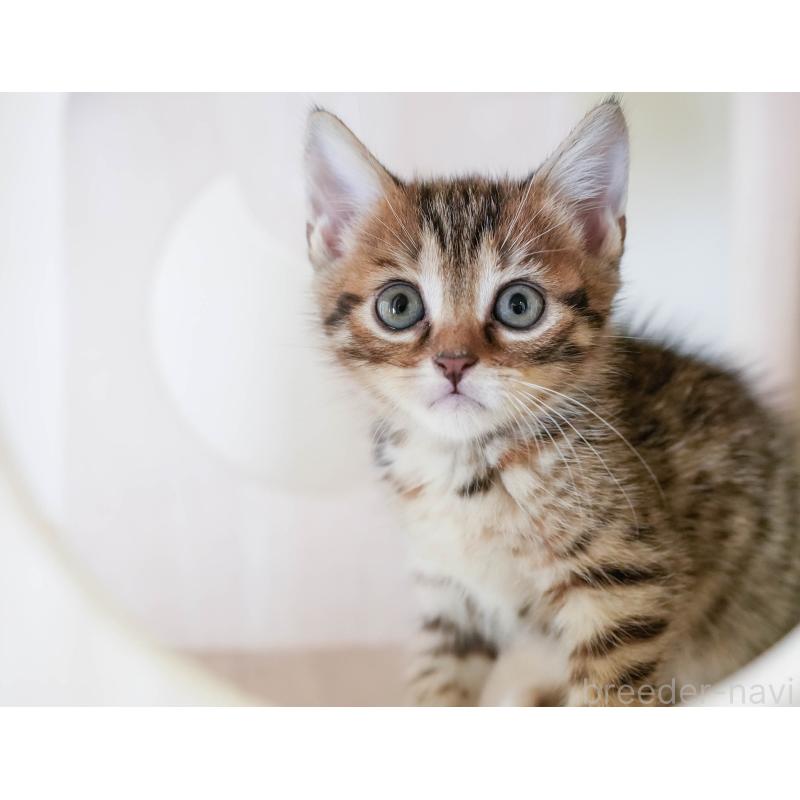 販売中の埼玉県のマンチカン-130577の3枚目