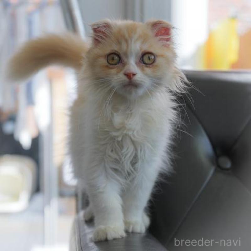 販売中の静岡県のスコティッシュフォールド-130575の3枚目