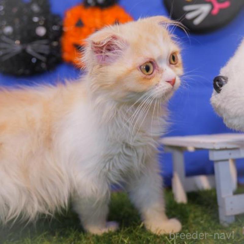 販売中の静岡県のスコティッシュフォールド-130575の2枚目