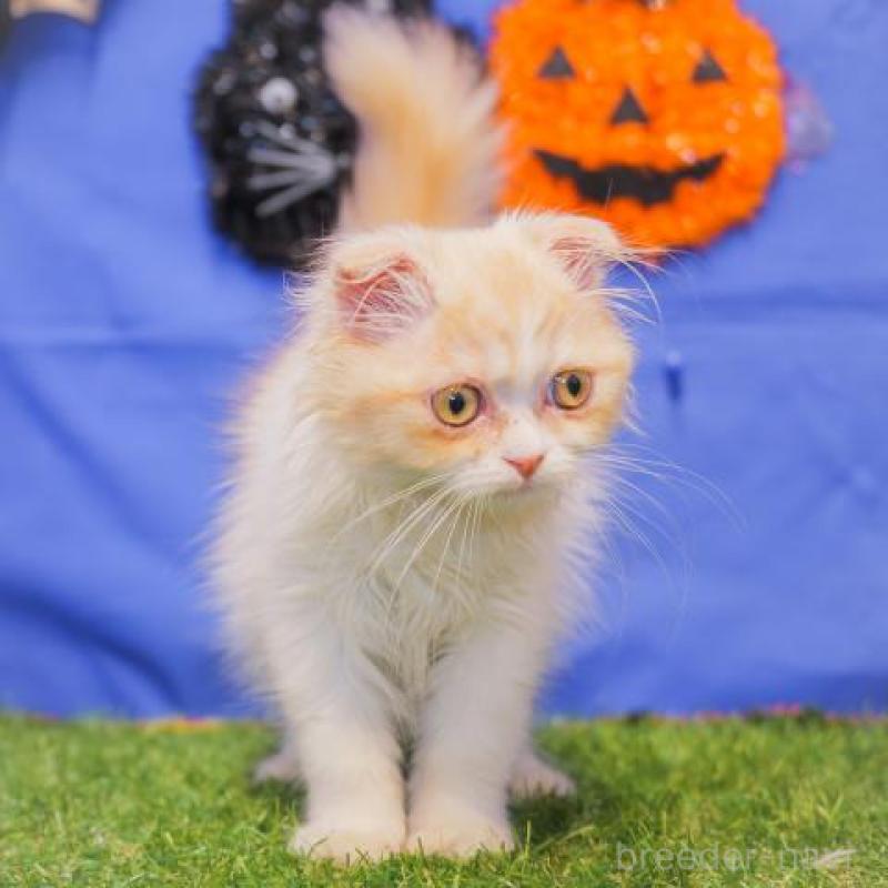 販売中の静岡県のスコティッシュフォールド-130575