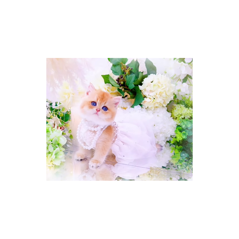 販売中の岐阜県のブリティッシュショートヘア-130576の2枚目