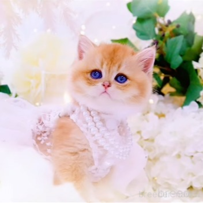 販売中の岐阜県のブリティッシュショートヘア-130576