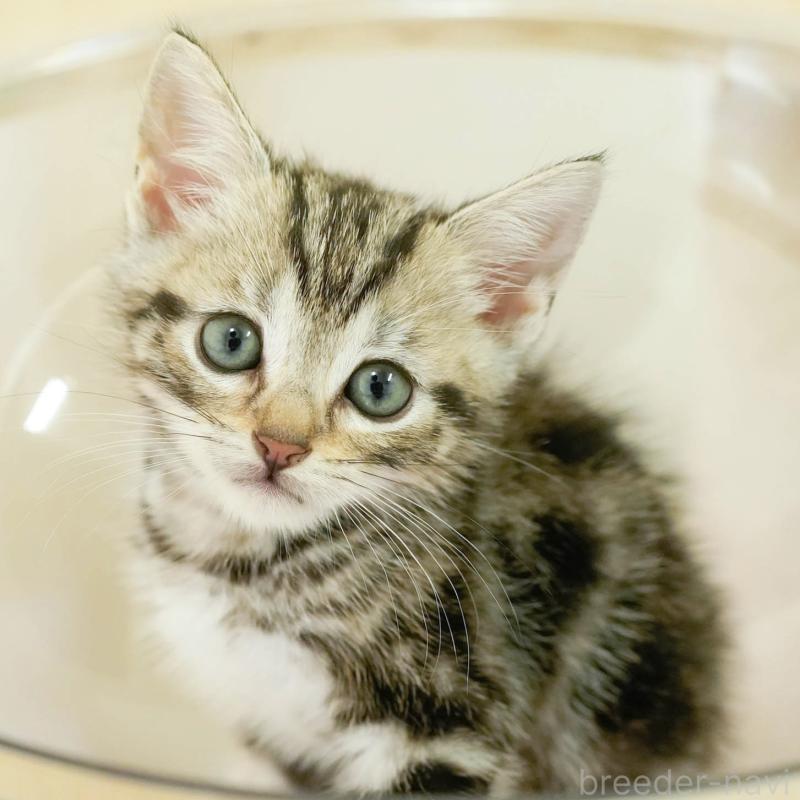 販売中の埼玉県のマンチカン-130578