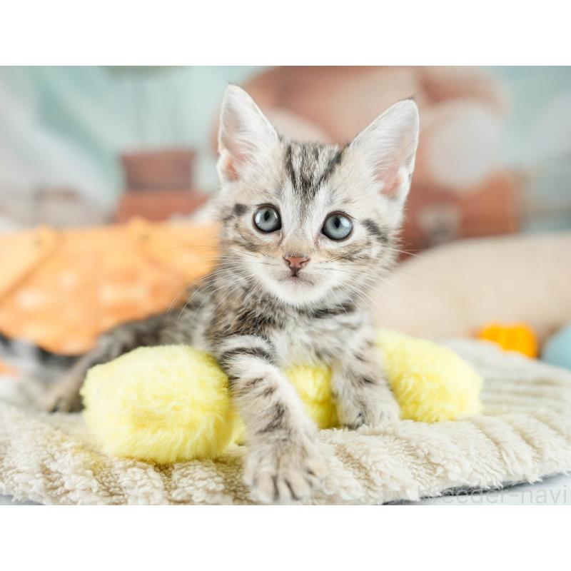 販売中の埼玉県のマンチカン-130578の9枚目