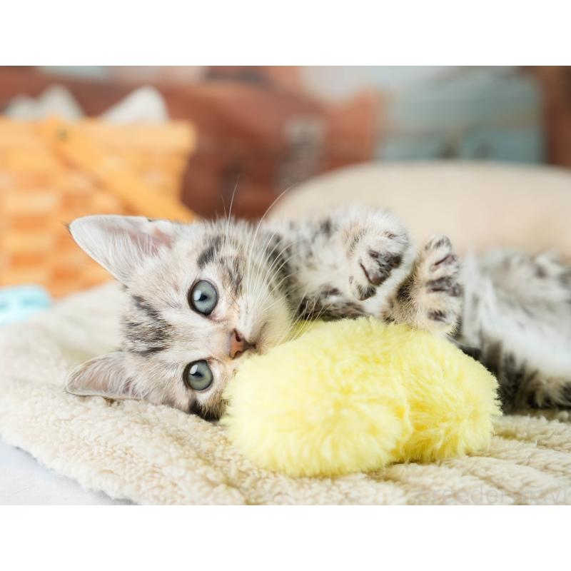 販売中の埼玉県のマンチカン-130578の8枚目