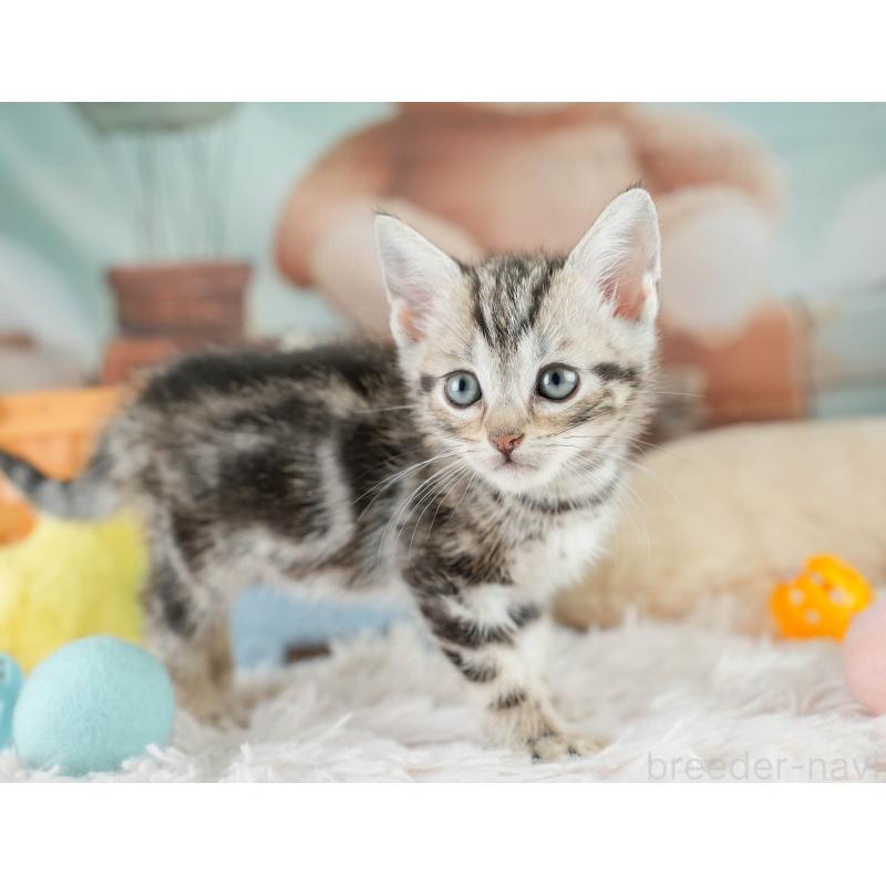 販売中の埼玉県のマンチカン-130578の7枚目