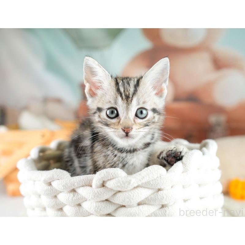 販売中の埼玉県のマンチカン-130578の6枚目