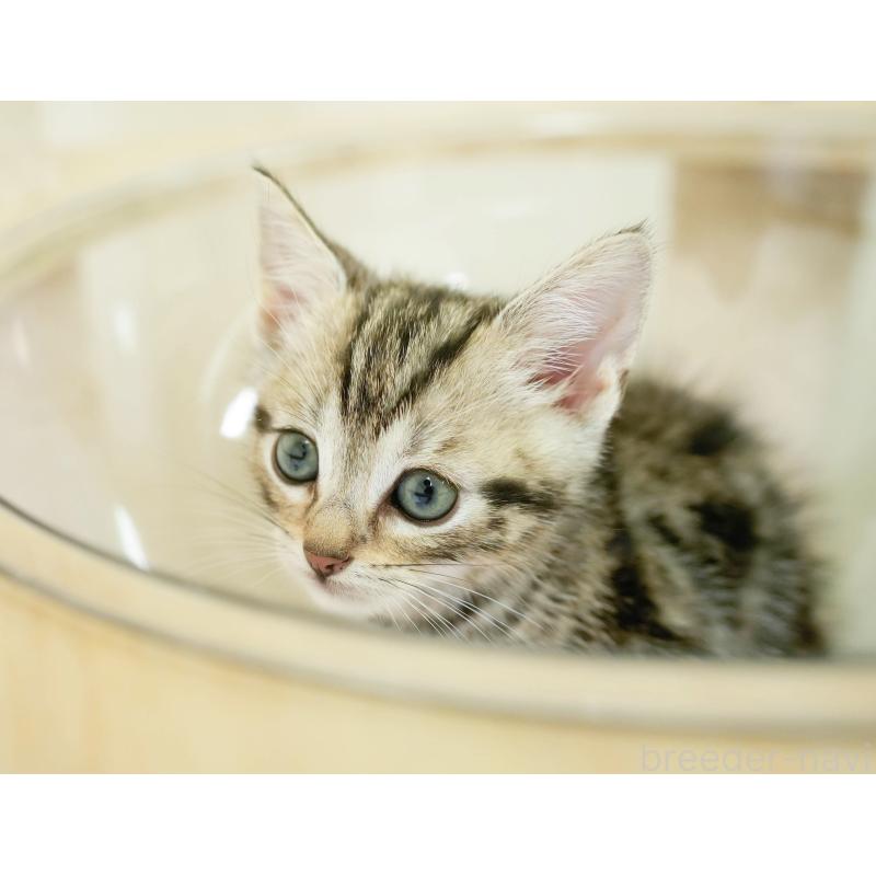 販売中の埼玉県のマンチカン-130578の5枚目