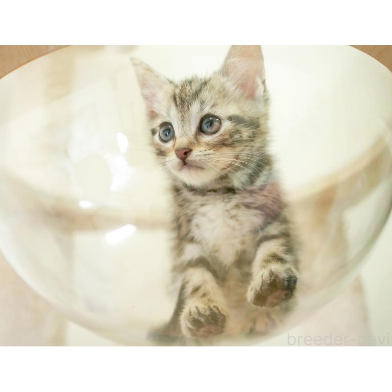 販売中の埼玉県のマンチカン-130578の4枚目