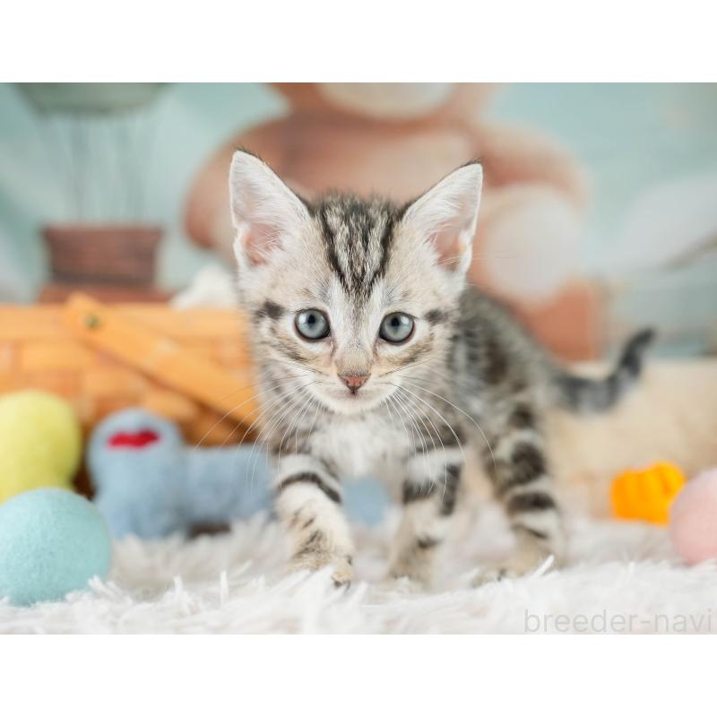 販売中の埼玉県のマンチカン-130578の3枚目