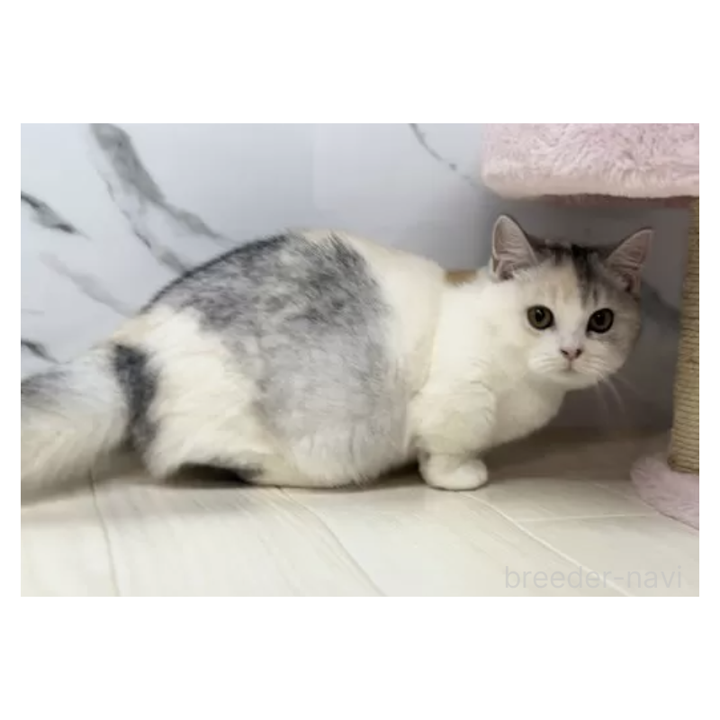 販売中の茨城県のマンチカン(短足)-130579の3枚目