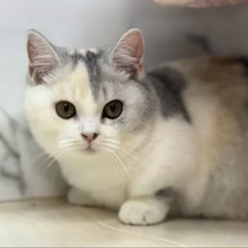 販売中の茨城県のマンチカン(短足)-130579