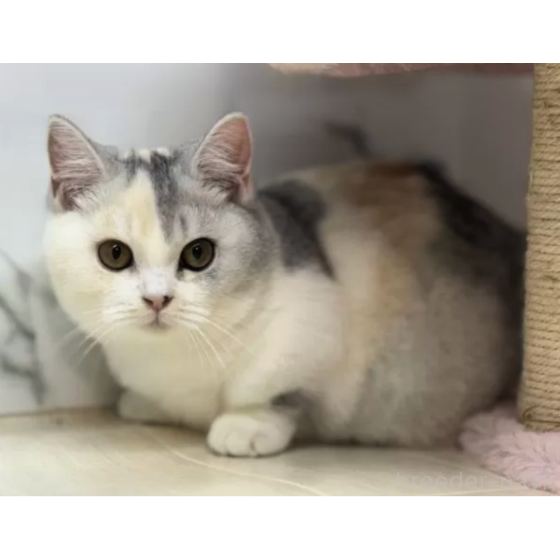 販売中の茨城県のマンチカン(短足)-130579の2枚目