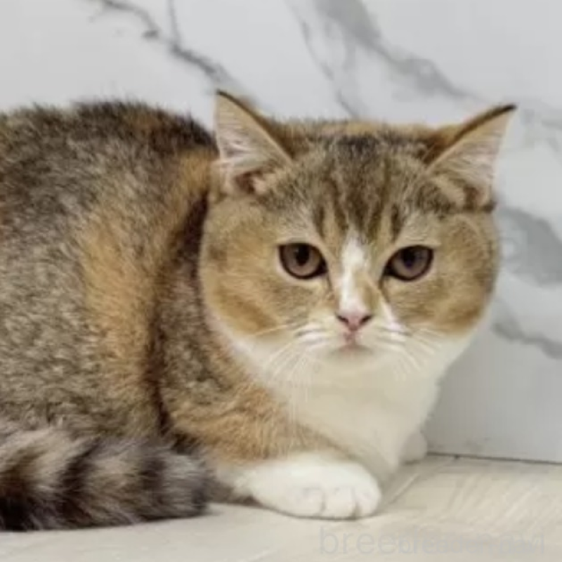 販売中の茨城県のマンチカン(短足)-130580の1枚目