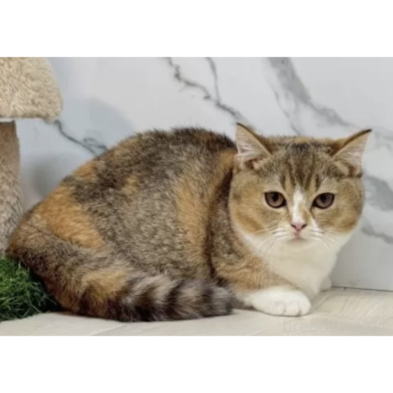 販売中の茨城県のマンチカン(短足)-130580の2枚目