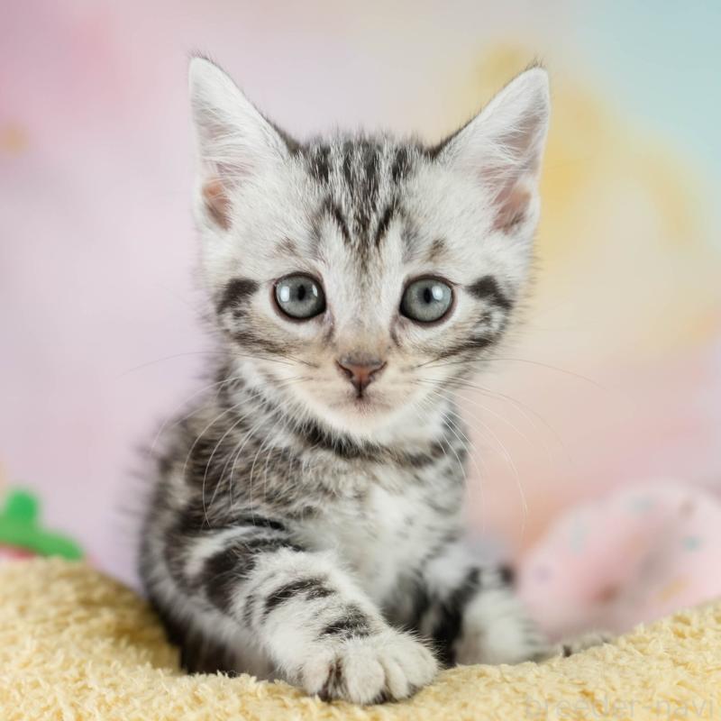 成約済の埼玉県のマンチカン-130583の1枚目