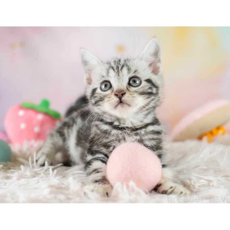 成約済の埼玉県のマンチカン-130583の10枚目