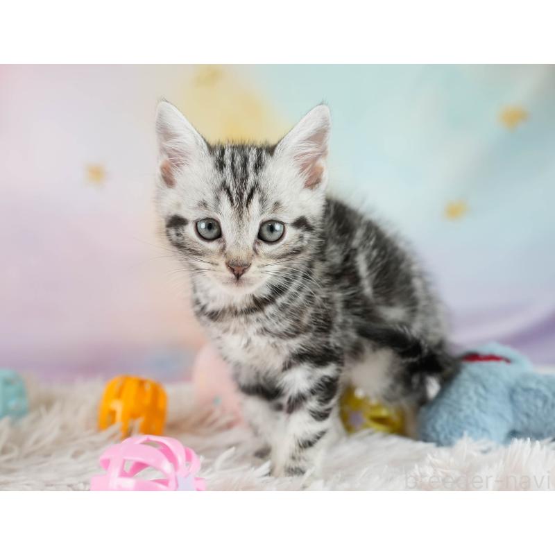 成約済の埼玉県のマンチカン-130583の9枚目