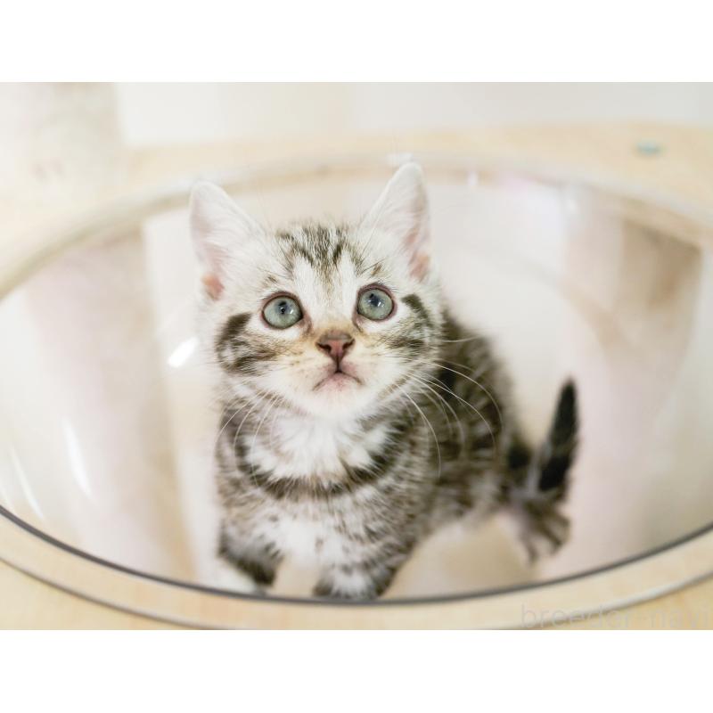 成約済の埼玉県のマンチカン-130583の7枚目