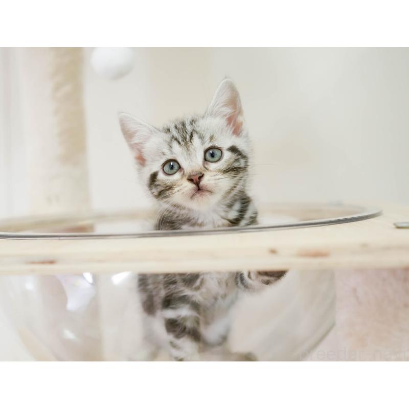 成約済の埼玉県のマンチカン-130583の6枚目