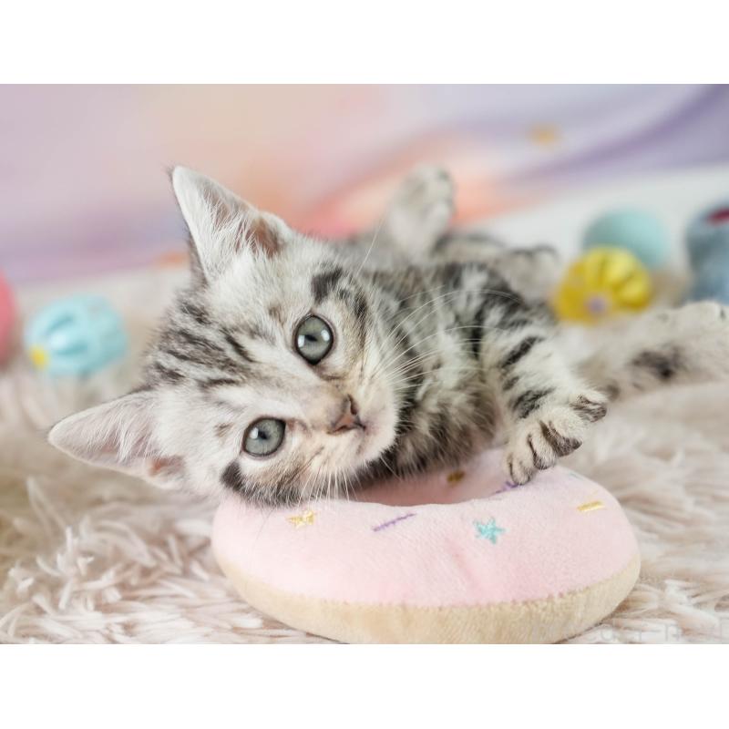 成約済の埼玉県のマンチカン-130583の5枚目