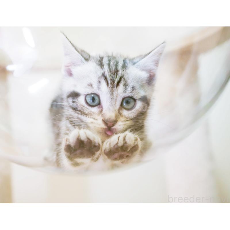 成約済の埼玉県のマンチカン-130583の3枚目