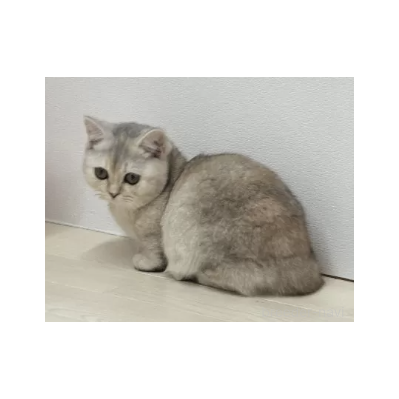 販売中の茨城県のマンチカン(短足)-130581の3枚目