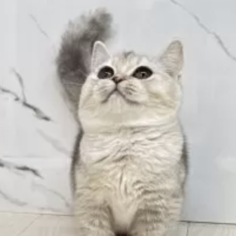 販売中の茨城県のマンチカン(短足)-130581