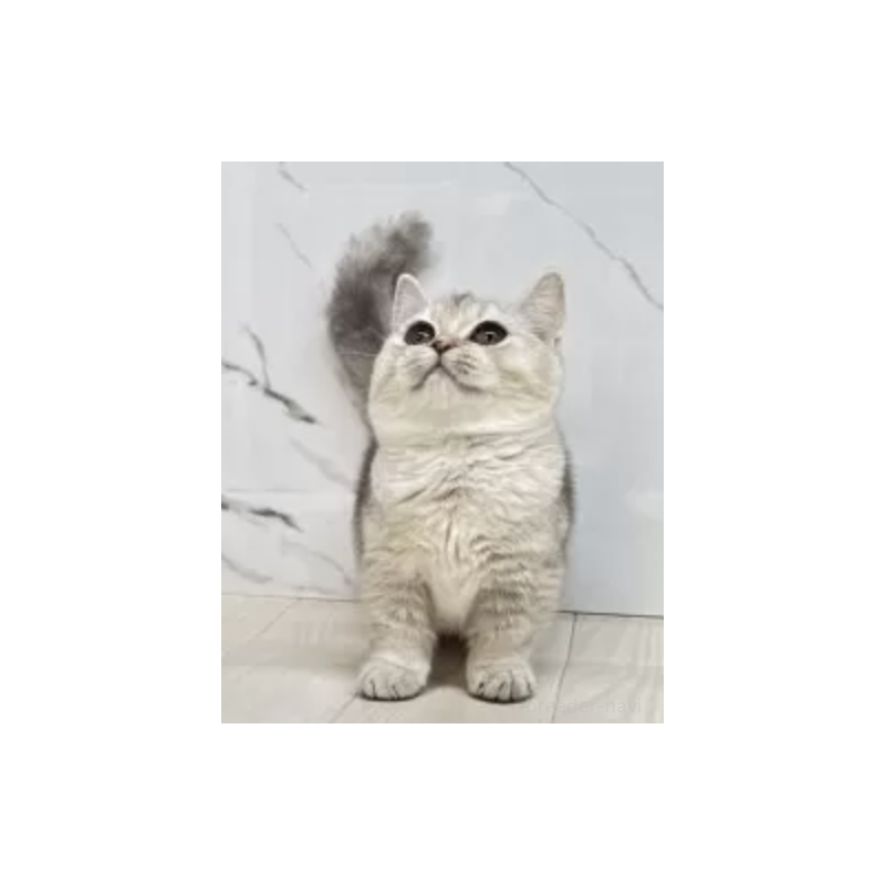 販売中の茨城県のマンチカン(短足)-130581の2枚目