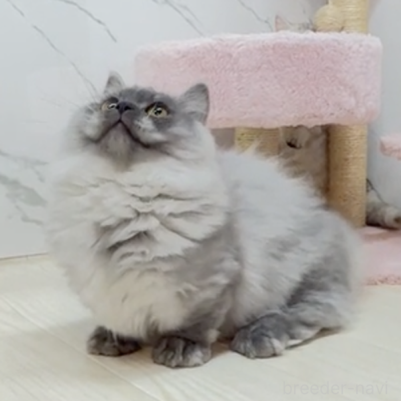 販売中の茨城県のマンチカン(短足)-130582の3枚目