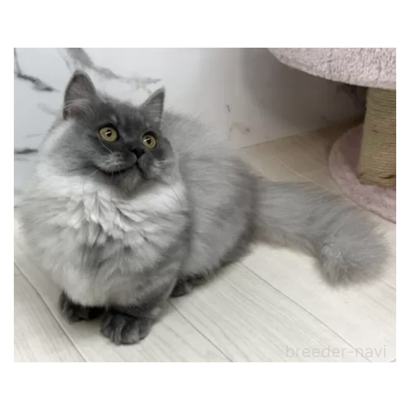 販売中の茨城県のマンチカン(短足)-130582の2枚目